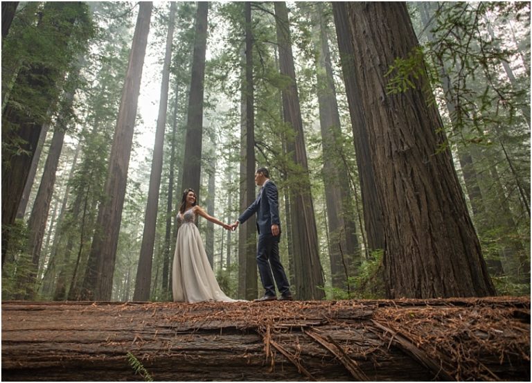 How To Add Magic To Your Redwood Forest Elopement Parky S Pics