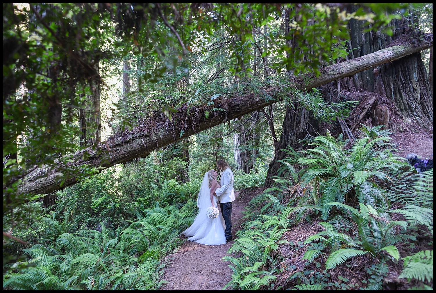 John &amp; Laneil's Redwood National Forest Adventure Elopement 
