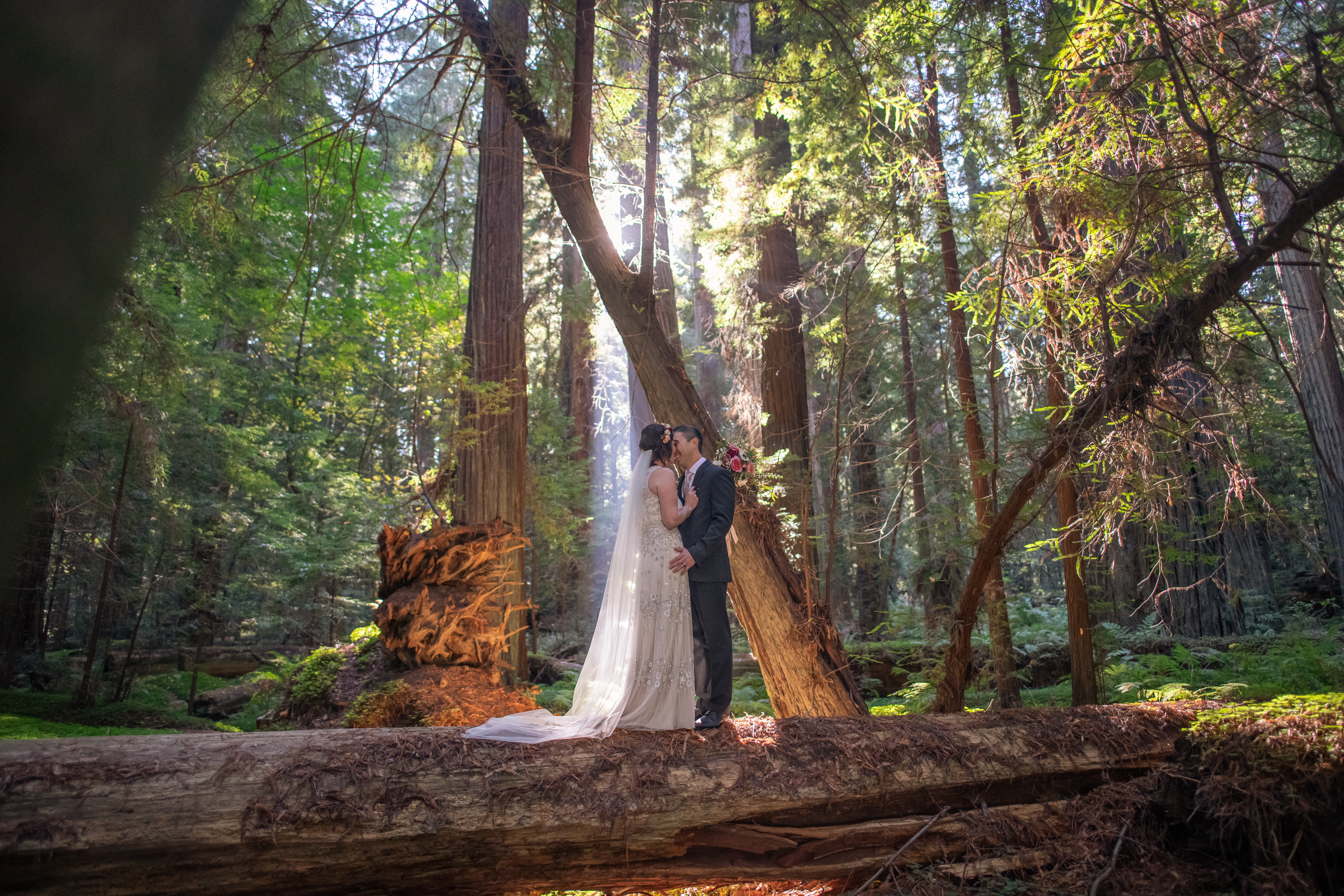 when should I elope in the redwood forest