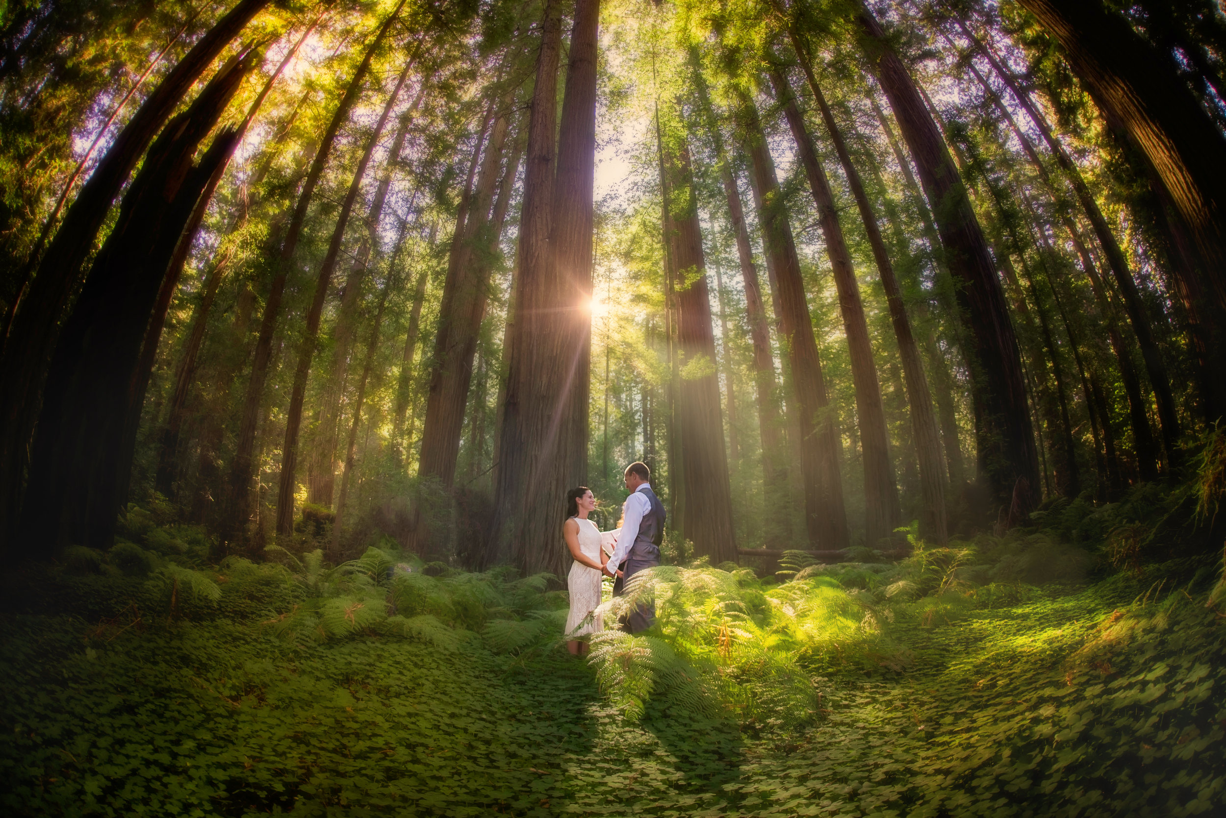 Cory and Oakley's Magical Avenue of the Giants Elopement 